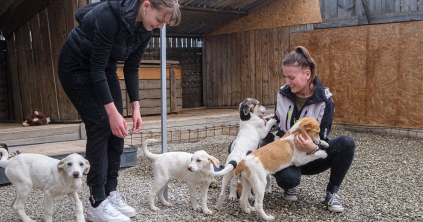 Örökbefogadás feltételekkel